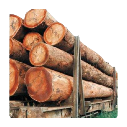 Forêt en arrière-plan